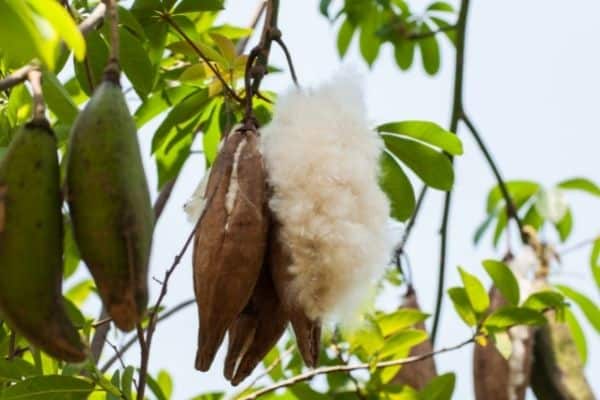 seed pods of Ceiba pentandra tree with kapok filling bursting out